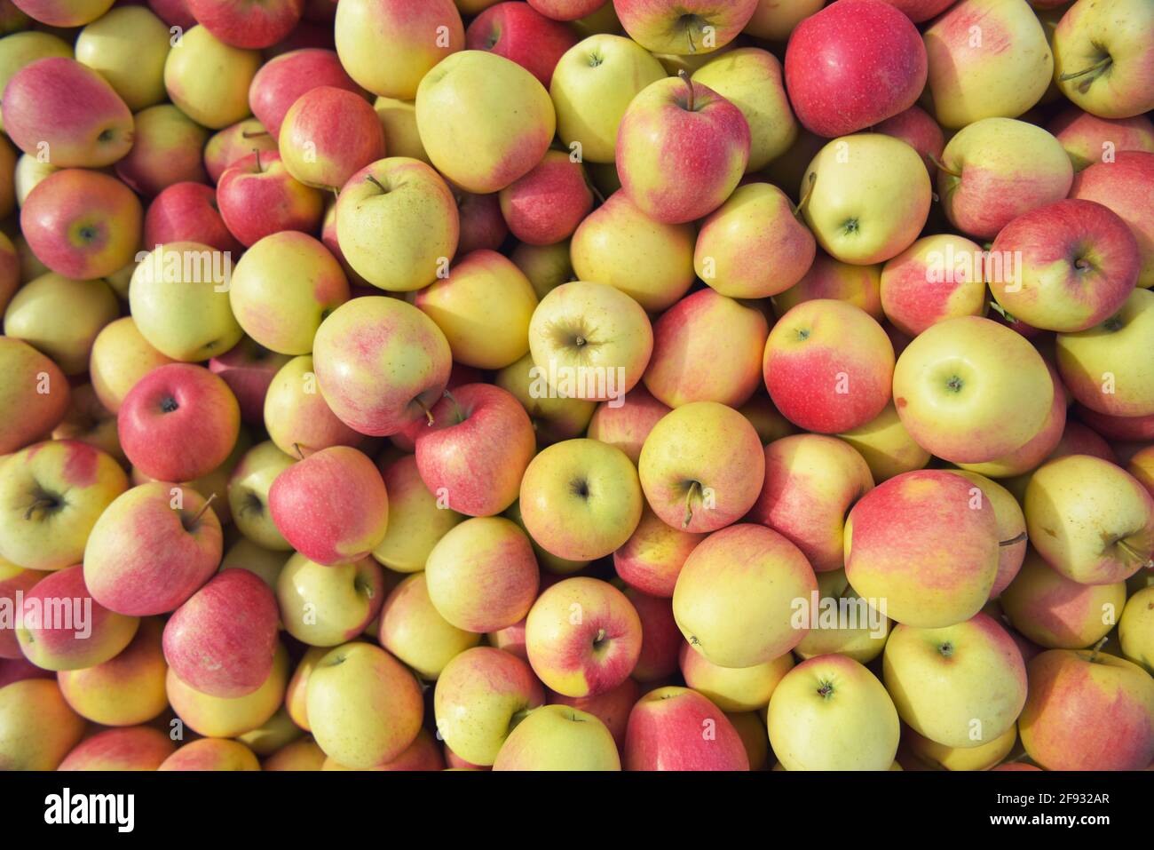 apfelernte - Kisten mit frischen Äpfeln für Transport und Verkauf Stockfoto