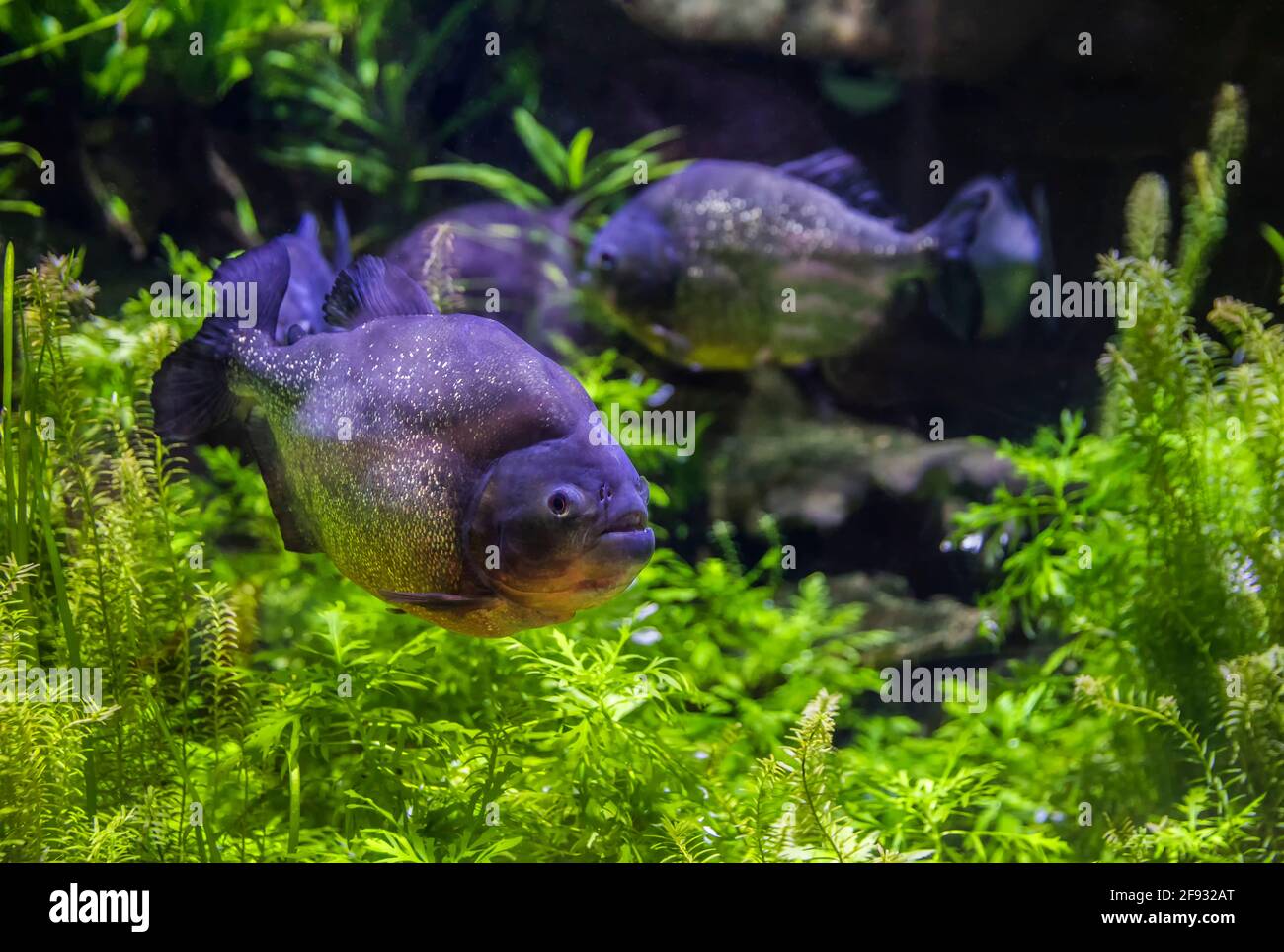 Eine der berühmtesten Arten von Piranhas. Pygocentrus nattereri Stockfoto