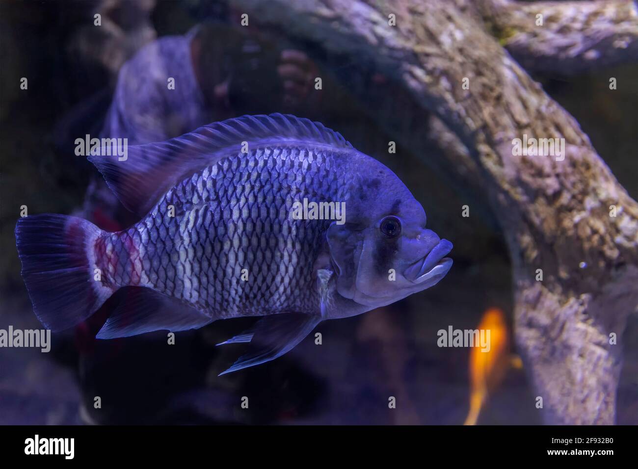 Lobaceous Cyphaltilapia Zebra. Cyphotilapia frontosa Stockfoto