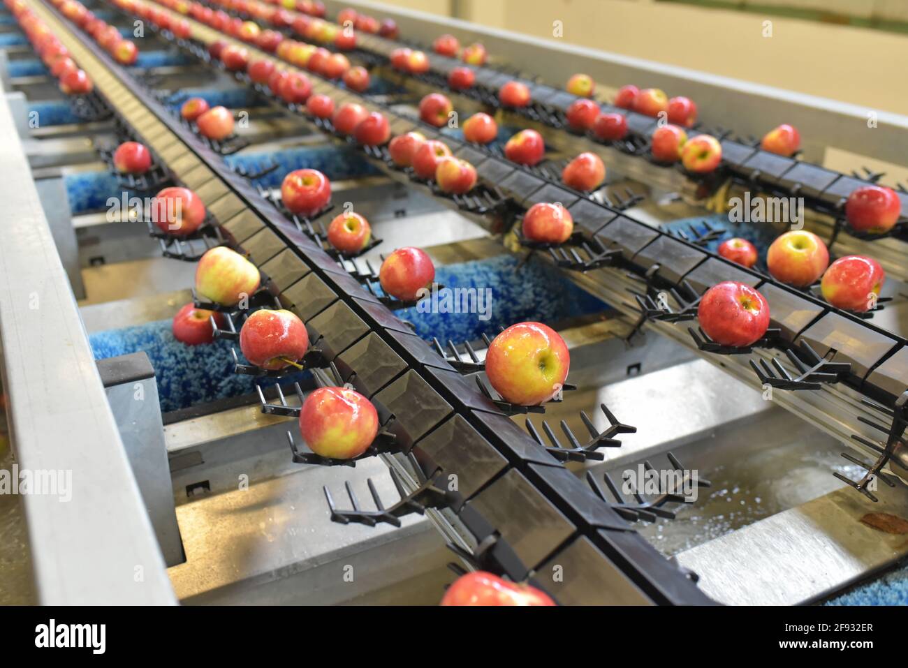Transport von frisch geernteten Äpfeln in einer Lebensmittelfabrik zum Verkauf Stockfoto