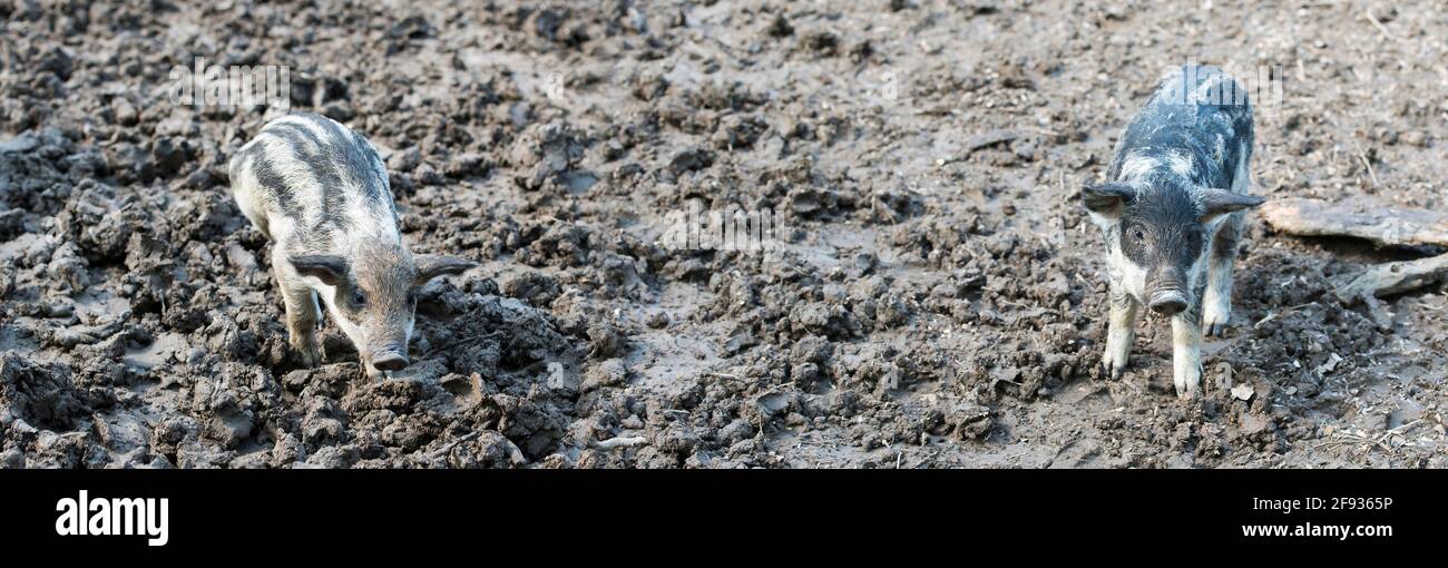 Heimische haarige Schweine essen auf einem Schlamm in einem Bio Fleischfarm Stockfoto