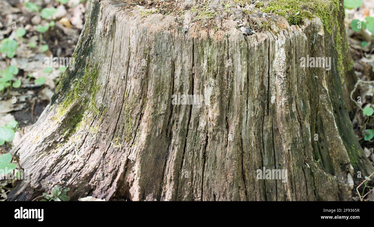 Die Oberfläche des abgeschnittenen Baumstumpens. Alter Holzstamm Hintergrund Stockfoto