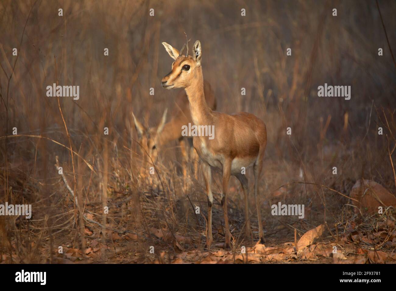 Chinkara, Gazella bennettii, Panna Tiger Reserve, Madhya Pradesh, Indien Stockfoto