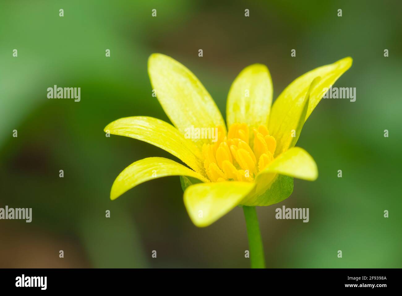 Eine Nahaufnahme einer kleinen Celandine (Ficaria verna, früher Ranunculus ficaria) in einem Waldgebiet im Südwesten Englands. Auch bekannt als Fig Buttercup oder Pilewort. Stockfoto