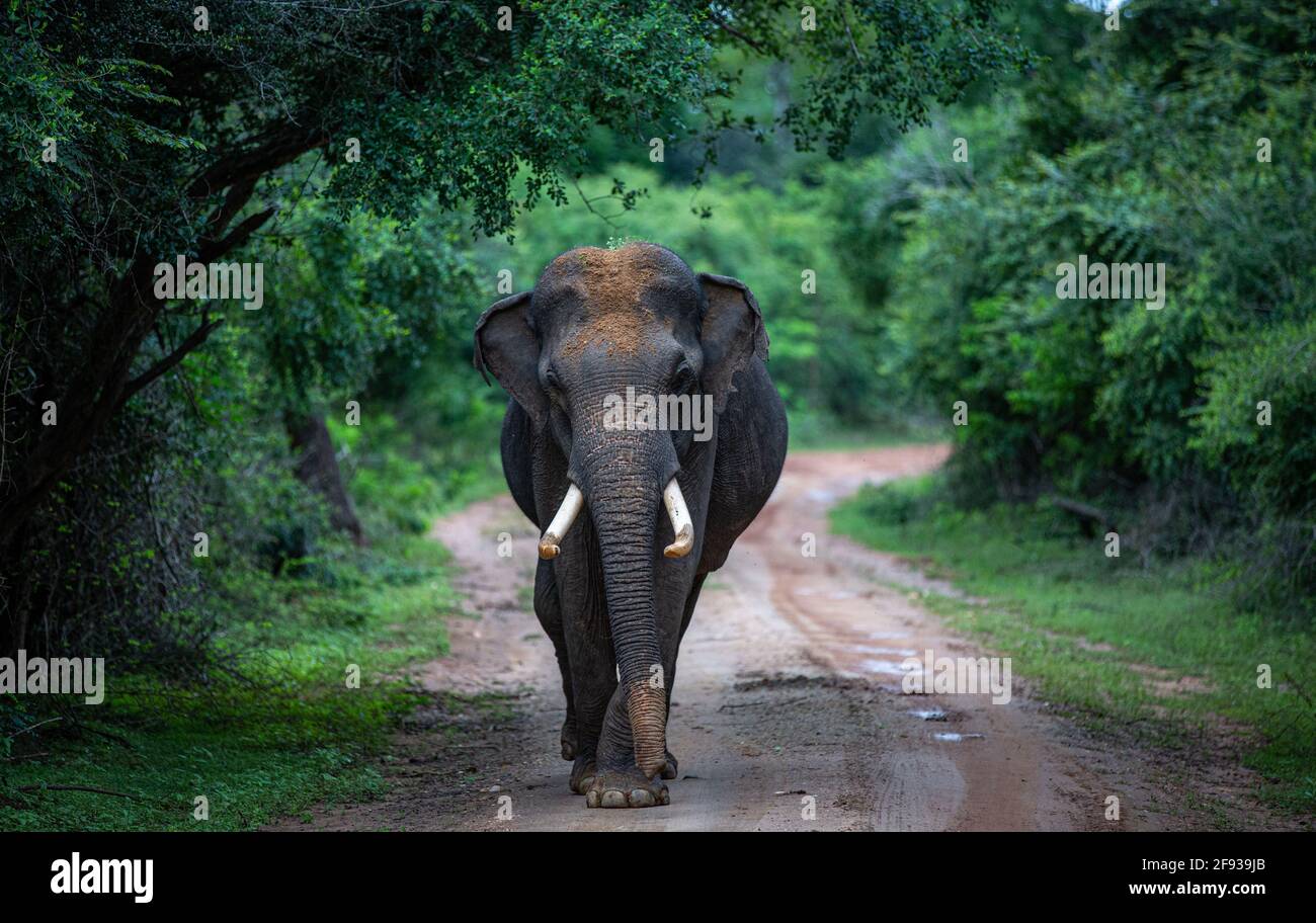 Elephant Tusker im Yala National Park, Sri Lanka. Weniger als 10 % der Elefanten Sri Lankas tragen Stoßzähne. Stockfoto