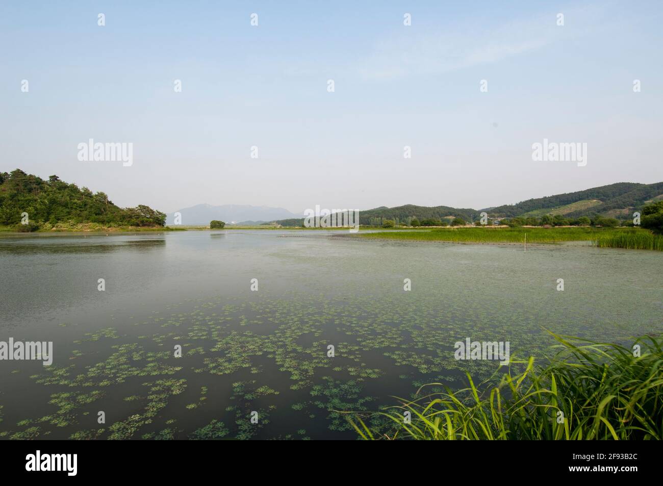 Upo Wetland ist ein Naturschutzgebiet Stockfoto