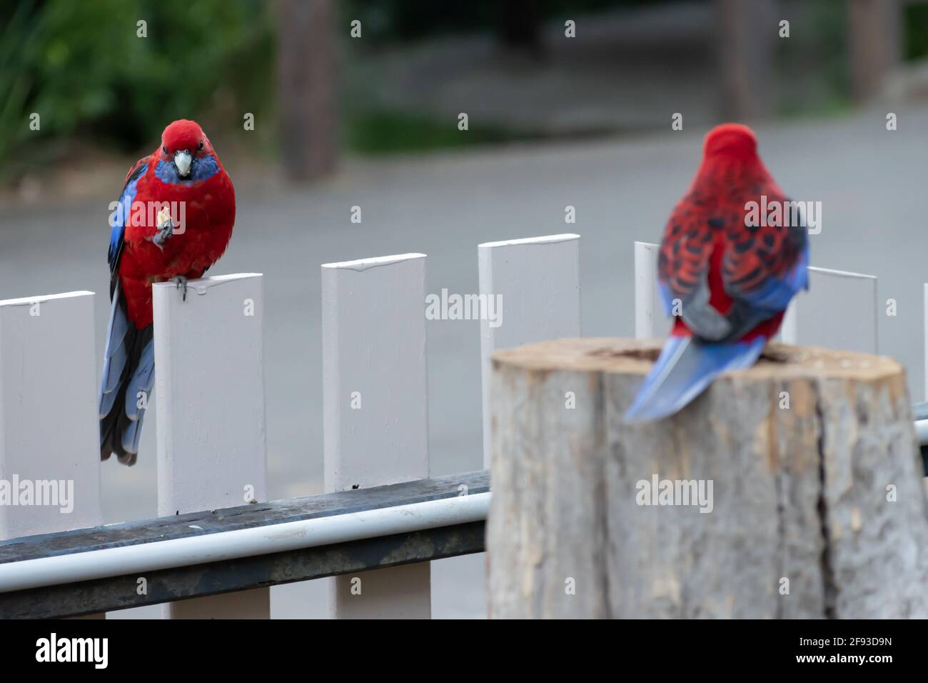 Purpurrote Rosella (Platycercus elegans) auf einem Zaun, der zur Kamera zeigt, mit einem zweiten Vogel im Vordergrund, der weg zeigt Stockfoto