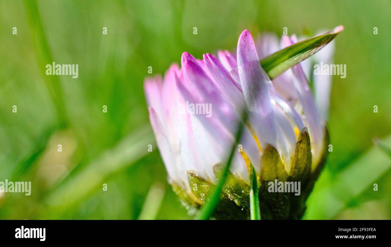 Braunschweig, Deutschland. März 2021. Ein Regentropfen hängt an der Blüte einer Gänseblümchen. Das niedrige 'Quasimodo' bringt heute wechselhaftes und windiges Schauerwetter nach Niedersachsen. Quelle: Stefan Jaitner/dpa/Alamy Live News Stockfoto