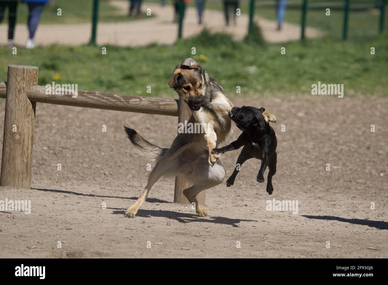 2 sehr aggressive Kampfhunde Stockfoto