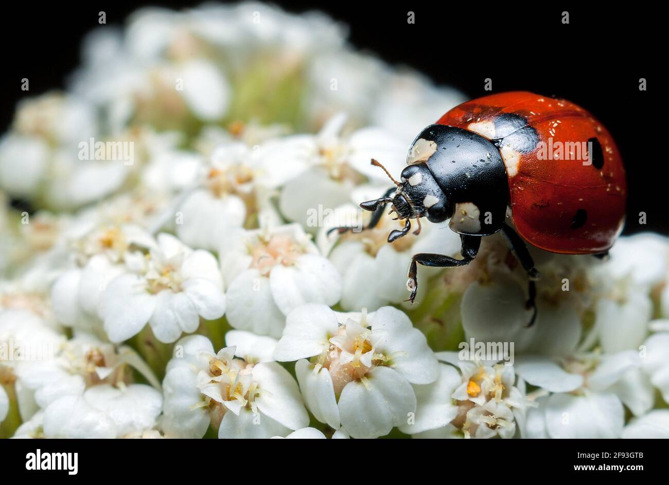 Der Käfer „marienkäfer“ sitzt auf einer weißen Blume, aufgenommen durch Makroaufnahmen auf schwarzem Hintergrund Stockfoto