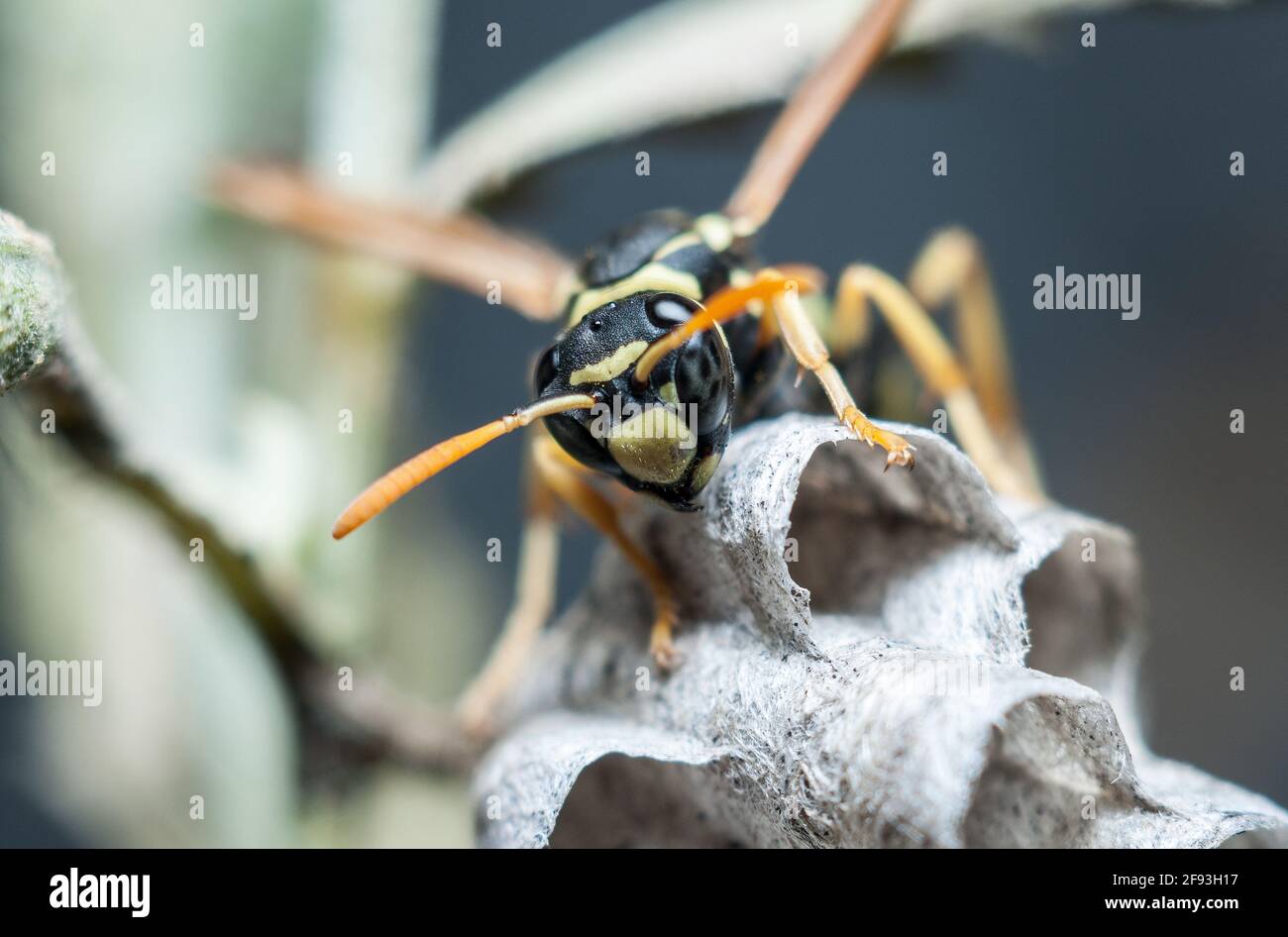 Die Wespe, die durch Makroschießen aufgenommen wurde, sitzt auf dem Wespennest vor dem Hintergrund von Pflanzen Stockfoto