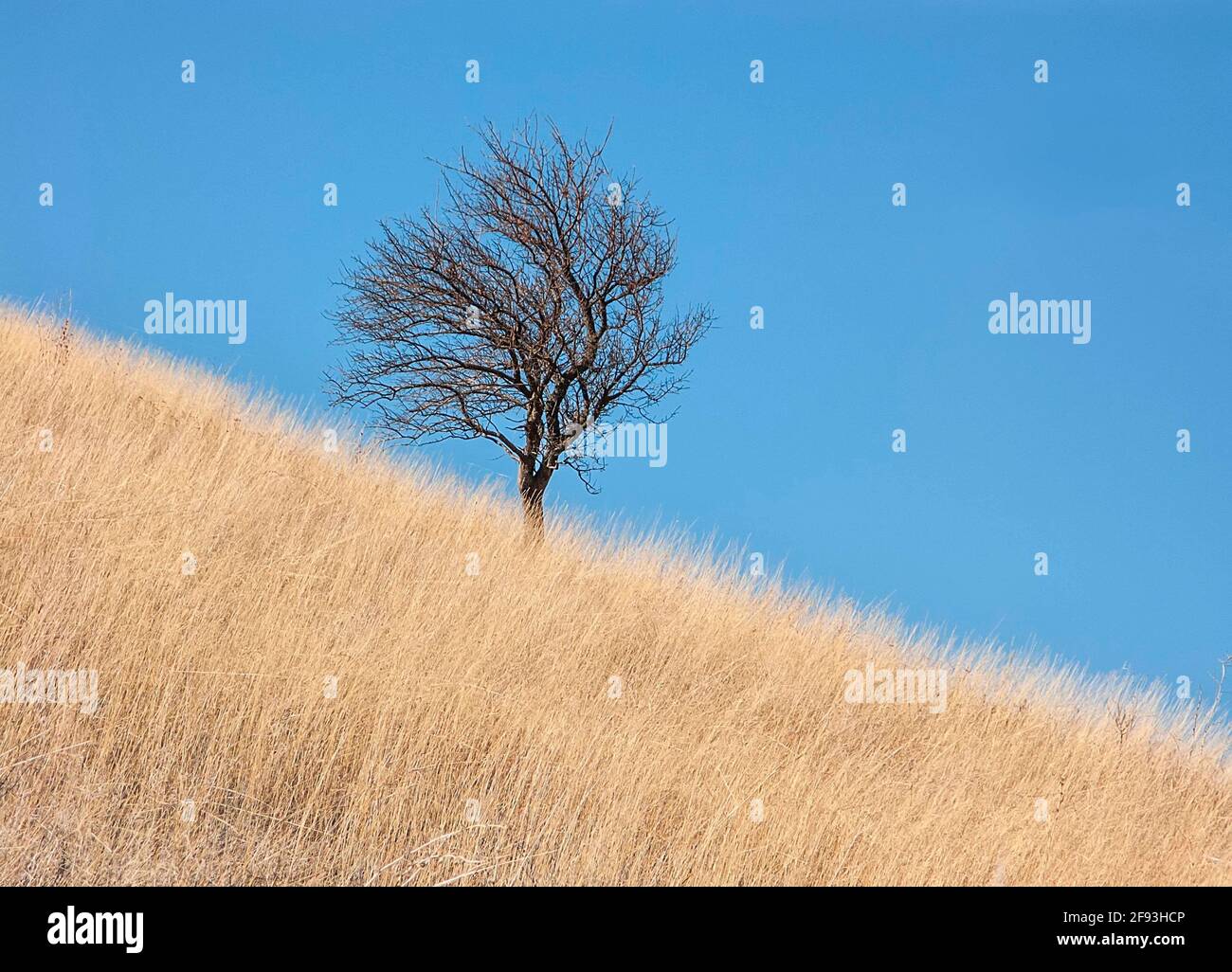 Landschaft mit Herbstbäumen ohne Blätter inmitten gelb verwelktem Gras Und blauer Himmel Stockfoto