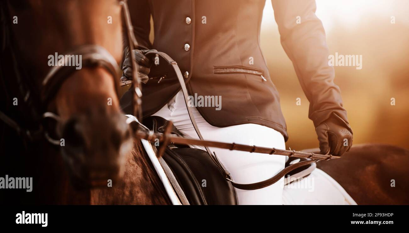 Ein Reiter in einem schwarzen Anzug und Lederhandschuhen sitzt auf einem Lorbeerpferd und hält an einem sonnigen Tag den Zaum in den Händen. Reitsport. Reiten. Stockfoto