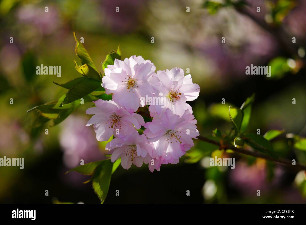 Prunus serrulata Japanische Kirsche blüht auf einem Zweig mit schön Bokeh Ostasiatische Kirsche Stockfoto