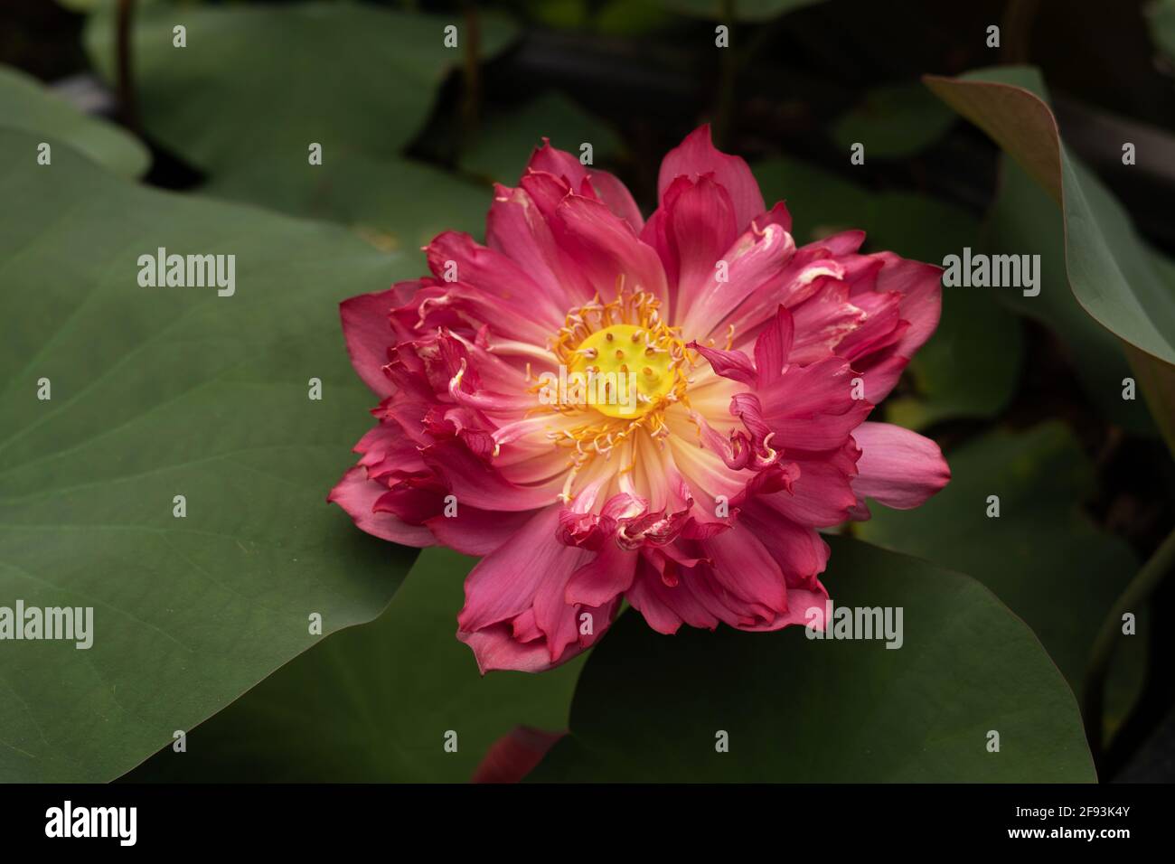 Herzblut Lotus, Nelumbo nucifera Stockfoto
