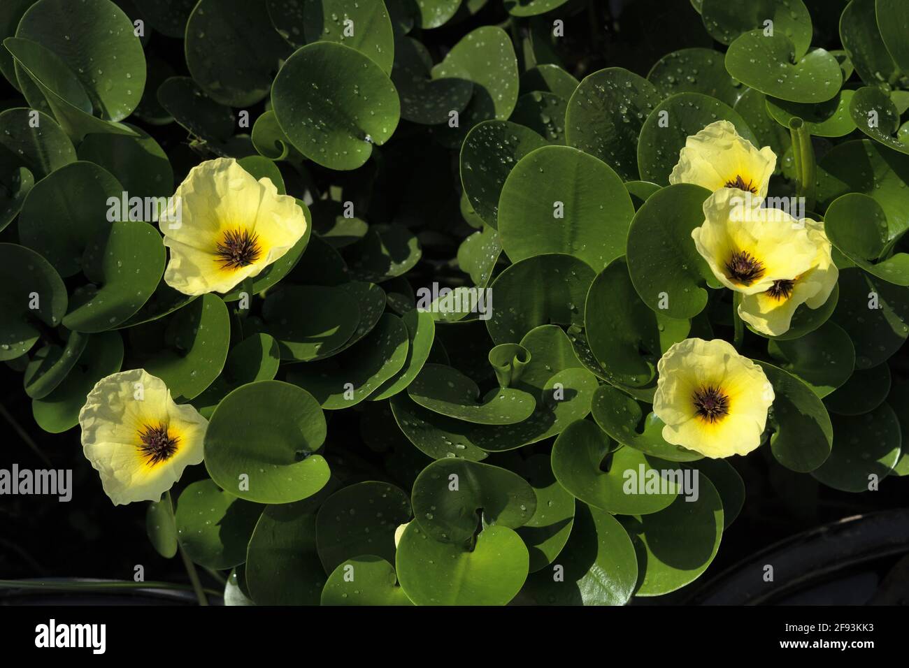 Wassermohn und gelbe Blüten, Hydrocleys nymphoides, Indien Stockfoto