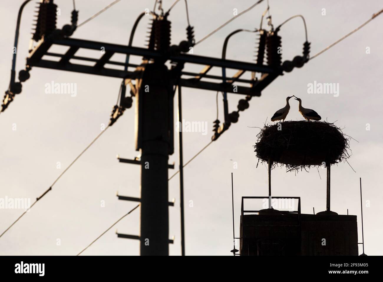Städtisches Industrieumfeld, Storchennest auf dem Kamin, Vogelsilhouette Stromkabel Stockfoto