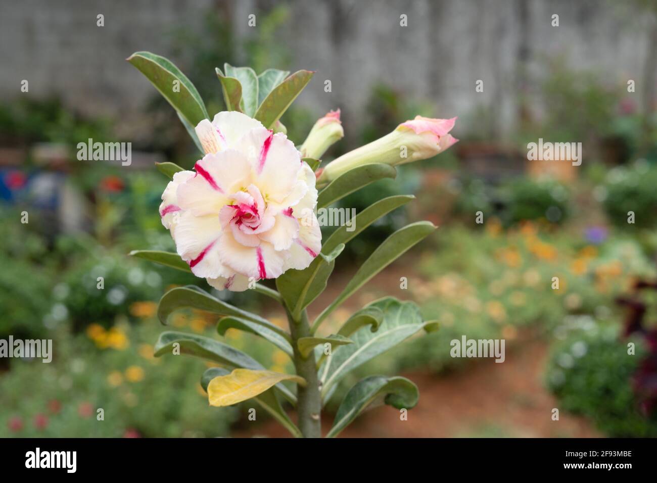 Wüstenrose, Doppelblume, veredelt, Adenium obesum, Indien Stockfoto