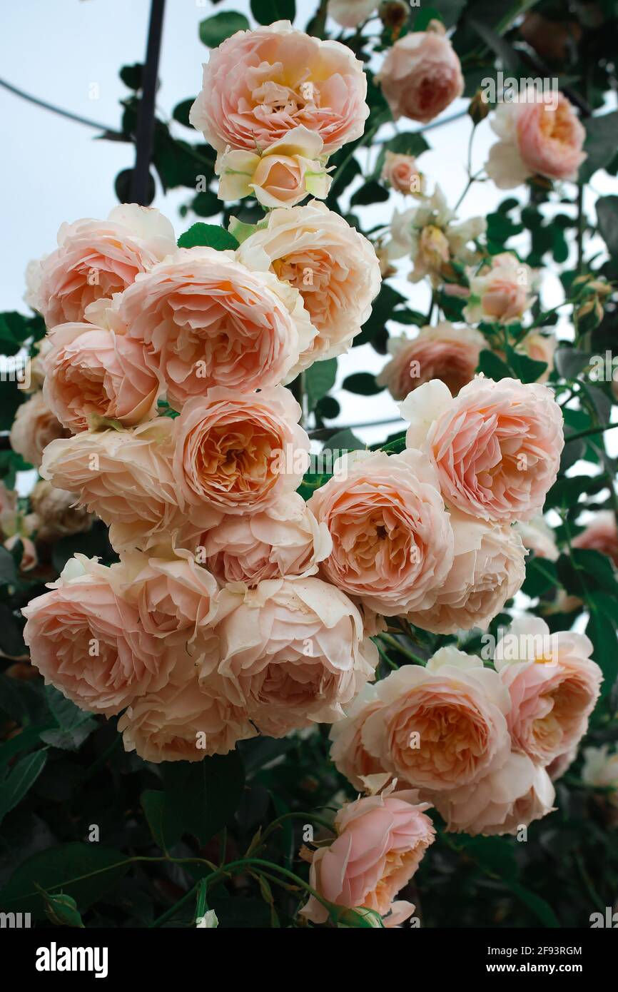 Zartrosa schöne Rose am Ast. Stockfoto