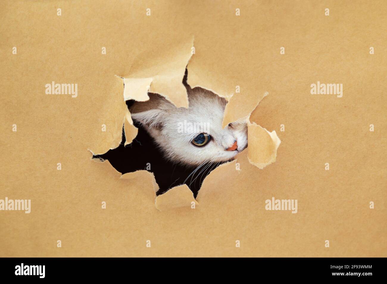 Kleines weißes britisches Kätzchen schaut durch ein Loch in Bastelpapier. Witziges, neugieriges Haustier. Speicherplatz kopieren. Stockfoto