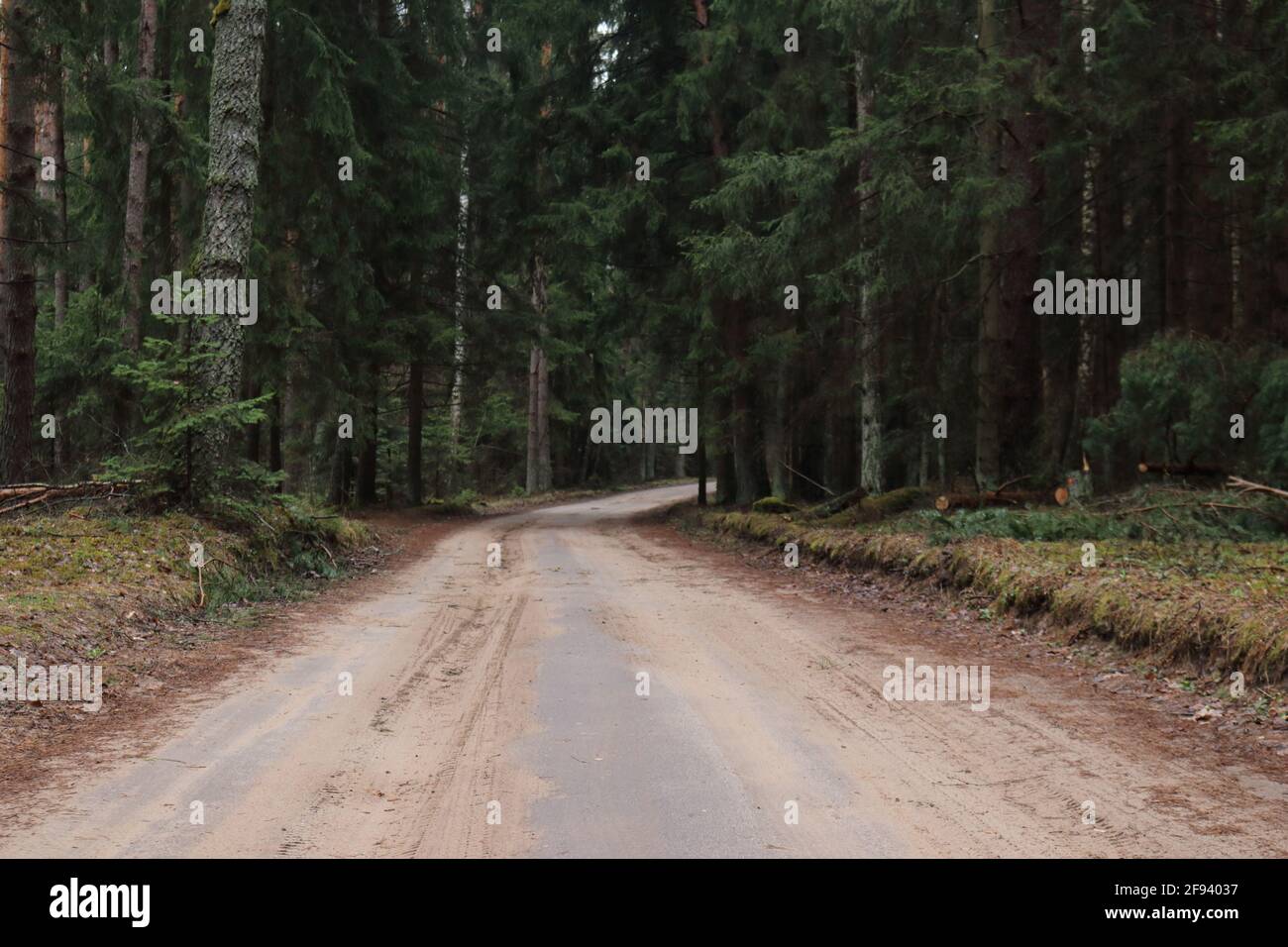 Unbekannte Forststraße Stockfoto