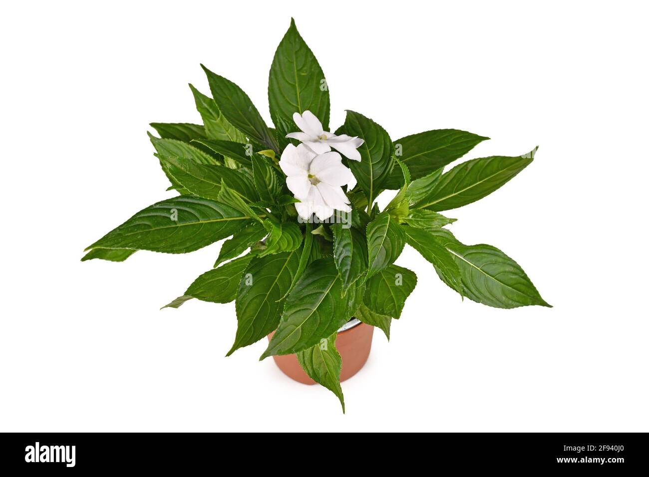 Mehrjährige blühende Pflanze 'Impatiens Neuguinea' mit weißen blühenden Blüten Blumentopf isoliert auf weißem Hintergrund Stockfoto
