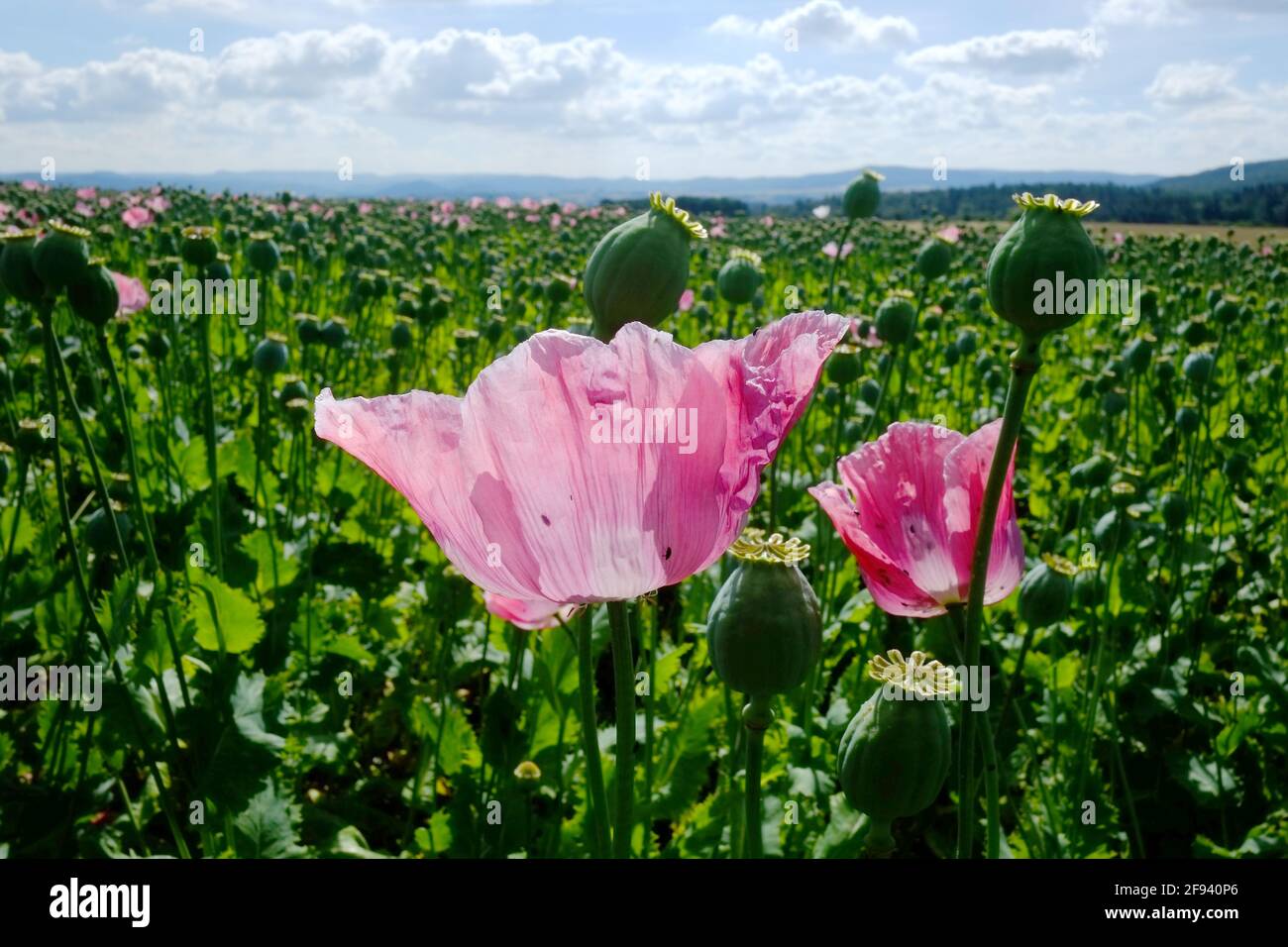 Riesiges Feld an Mohnblumen Stockfoto