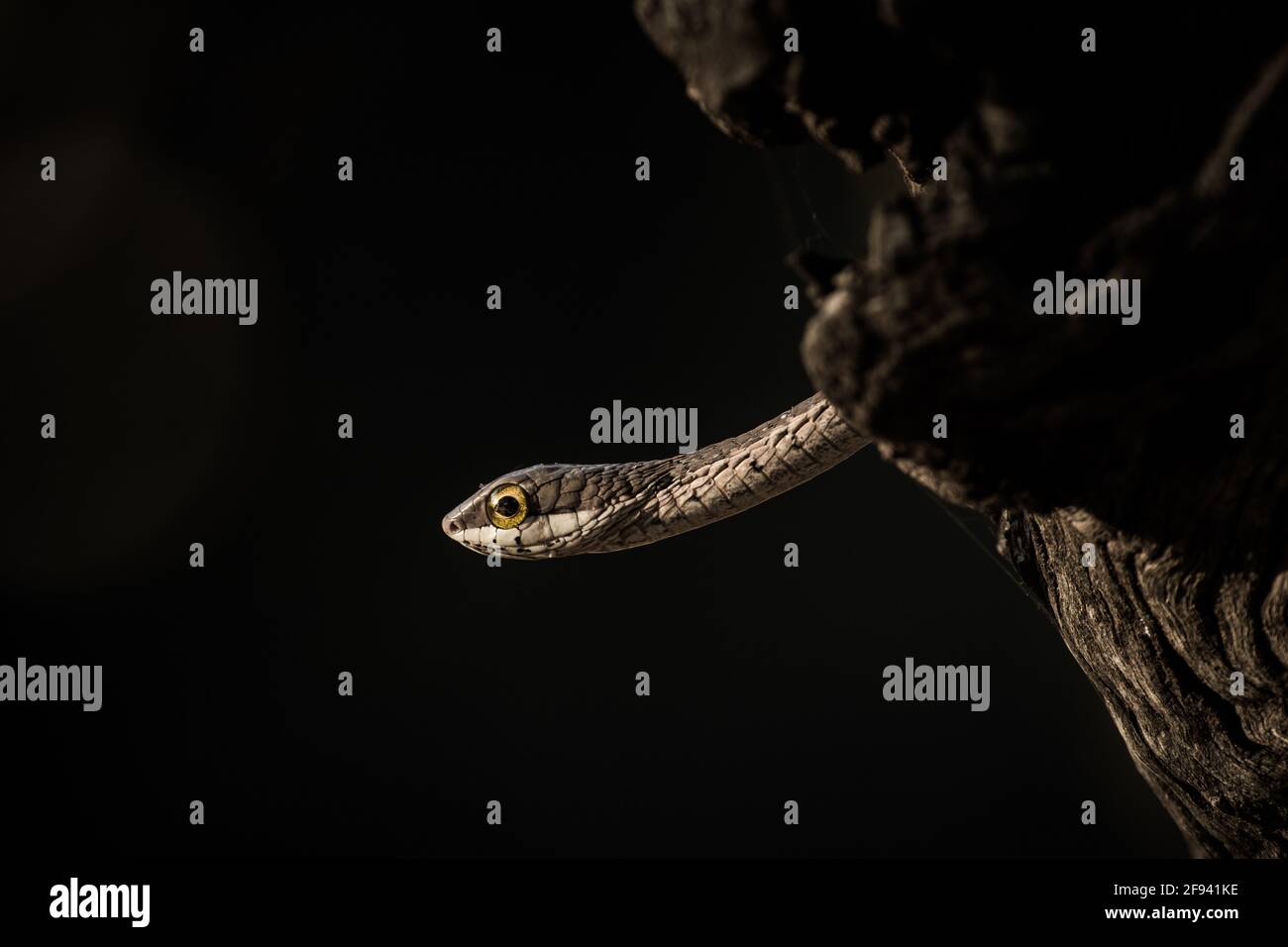 Eine kleine Schlange schaut mit einem gelben Auge aus einem Baumloch. Stockfoto