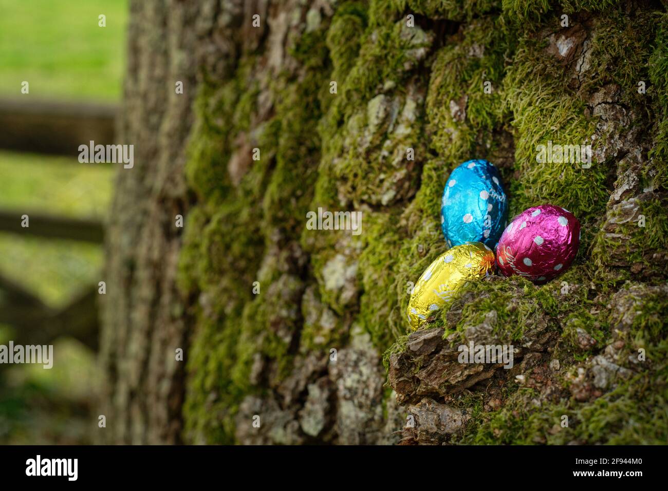 Drei kleine Ostereier, versteckt in einem Frühlingsgarten, stehen bereit, gefunden zu werden. Bunte, mit Folie überzogene Schokoladeneier, die auf einem Baum im Garten sitzen. Stockfoto