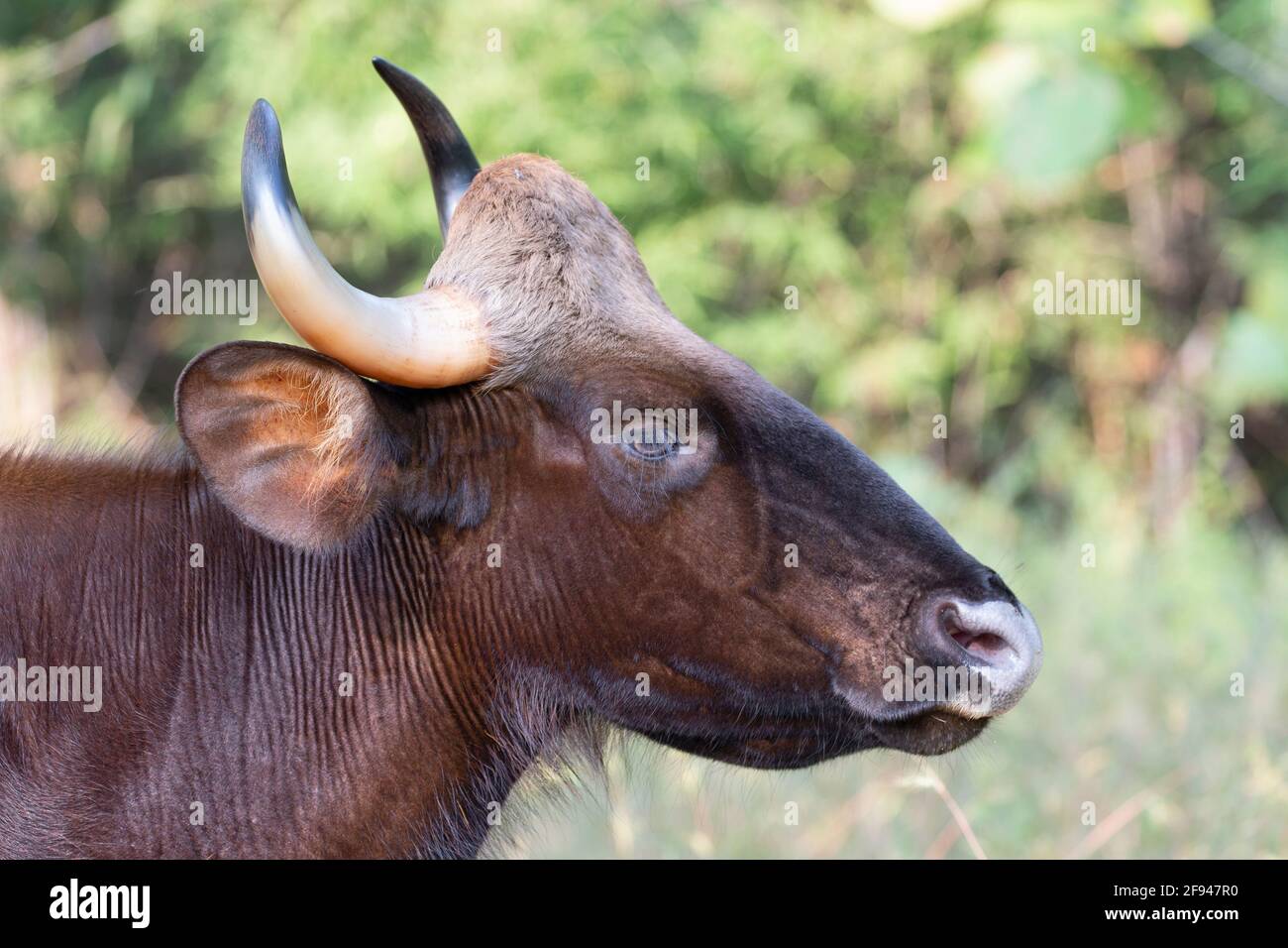 Indische Gaur (Bos Gaurus) , Tadoba, Chandrapur, Maharashtra, Indien Stockfoto