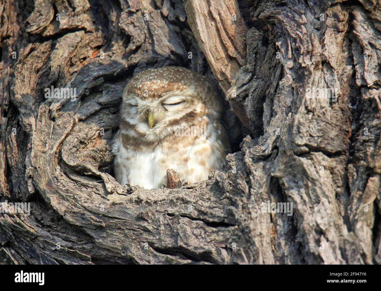 Spotted Owlet closeup, Athene brama, Bharatpur, Madhya Pradesh, Indien Stockfoto