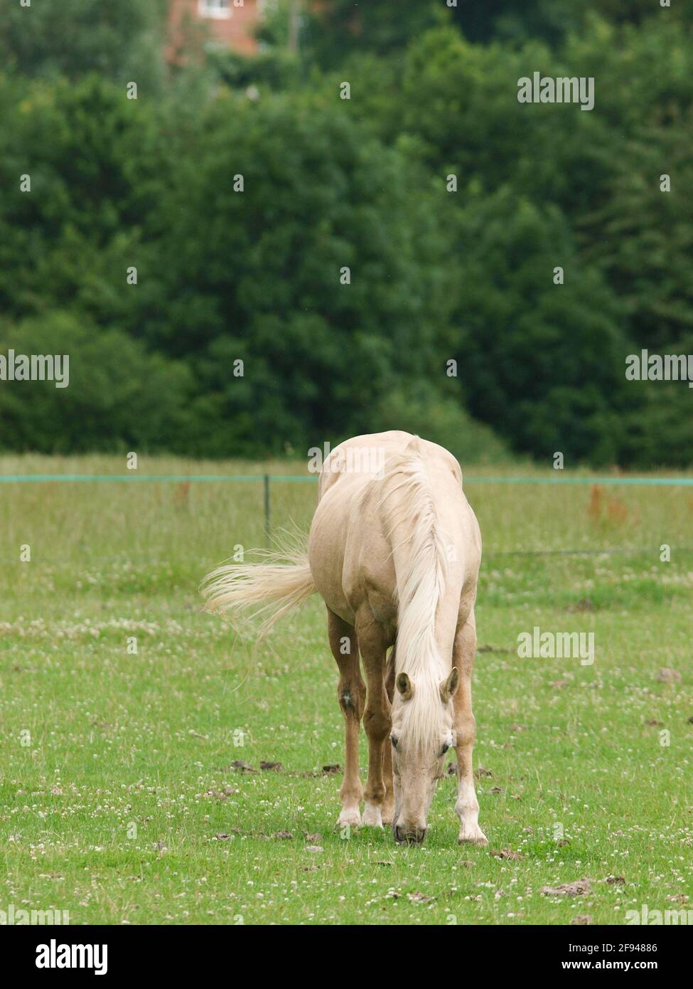 Ein abgestreiftes Pony weidete mit elektrischen Zäunen. Stockfoto