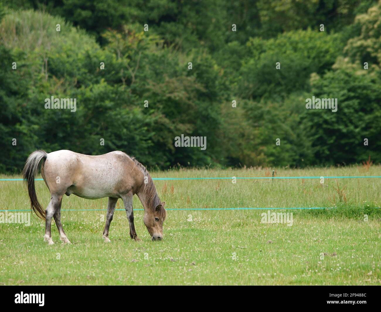 Ein Roanpony, das ausgezogen wurde, weidete mit elektrischen Zäunen. Stockfoto