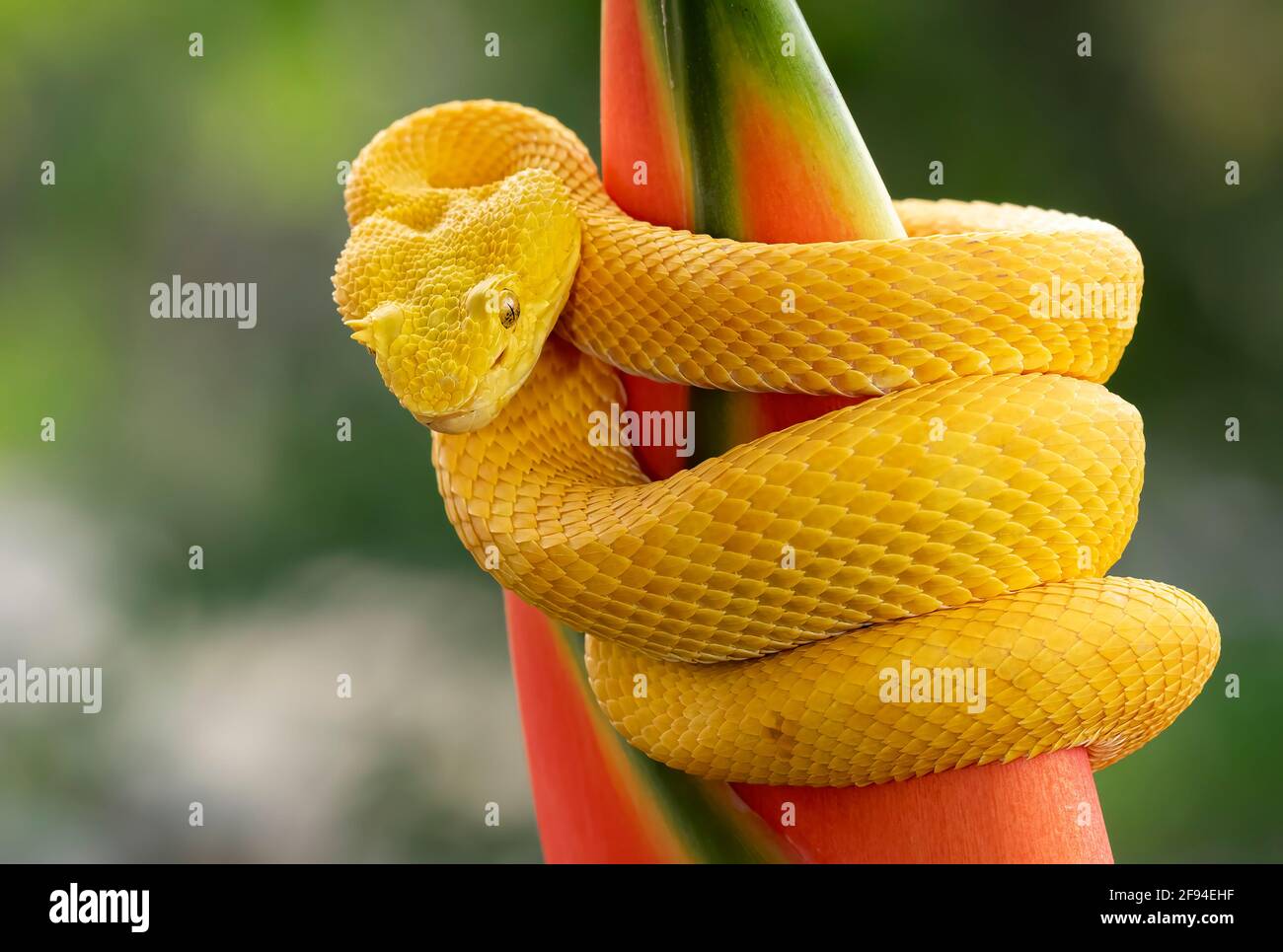 Wimpern-Pitviper-Schlange umwickelte eine Pflanze in Costa Rica Stockfoto