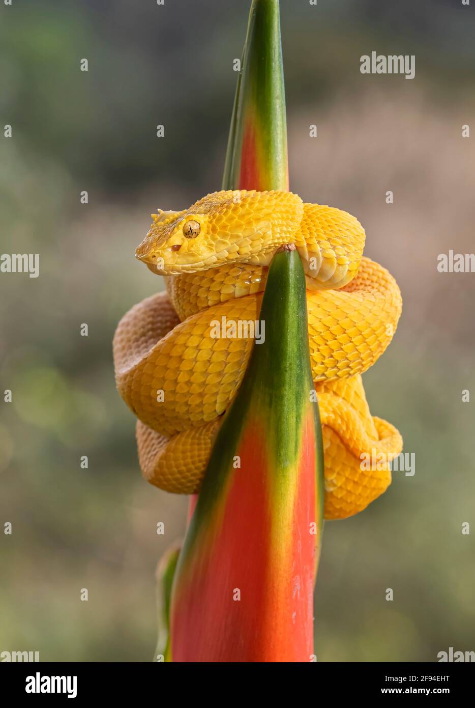 Wimpern-Pitviper-Schlange umwickelte eine Pflanze in Costa Rica Stockfoto