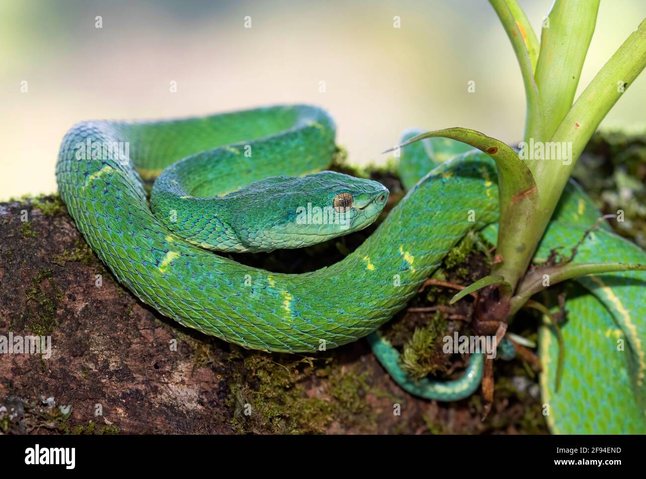 Seitlich gestreifte Palmenschlange im tropischen Dschungel von Costa Rica Stockfoto