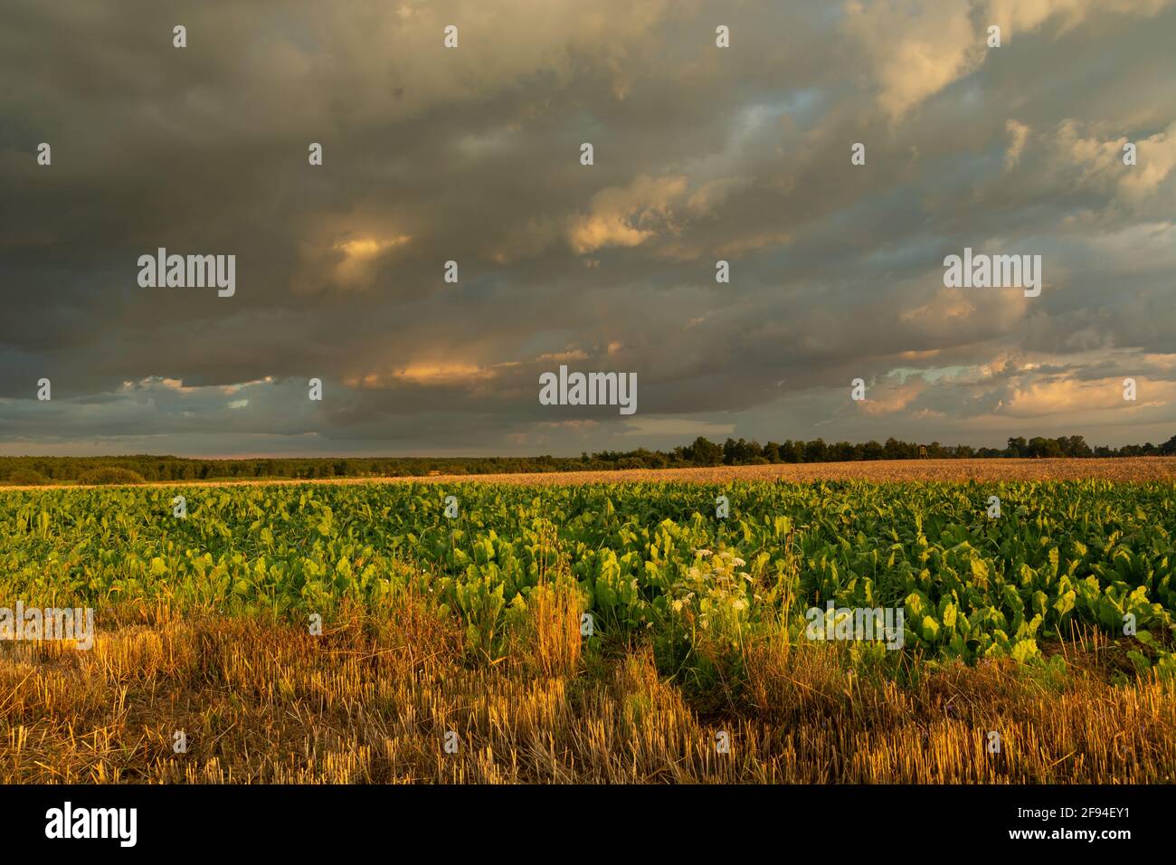 Dunkle Wolken über dem grünen Rübenfeld, Czulczyce, Lubelskie, Polen Stockfoto