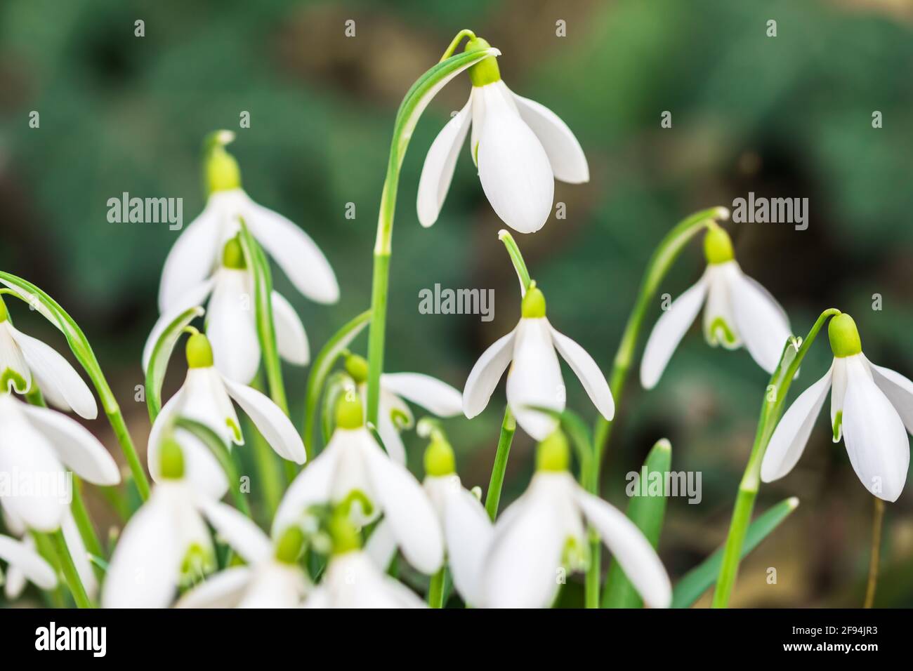 Schöne Schneeglöllblumen im Winter Stockfoto