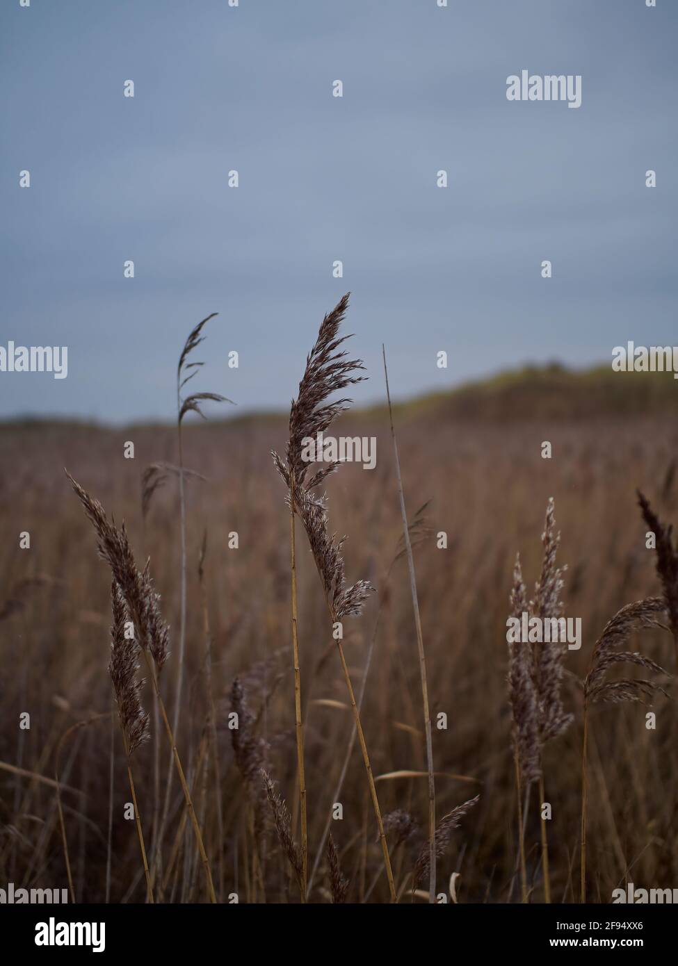Lange goldene Gräser, die im flachen Fokus gesehen werden und im Wind inmitten des Coatham Marsh unter einem bewölkten Himmel wehen. Stockfoto