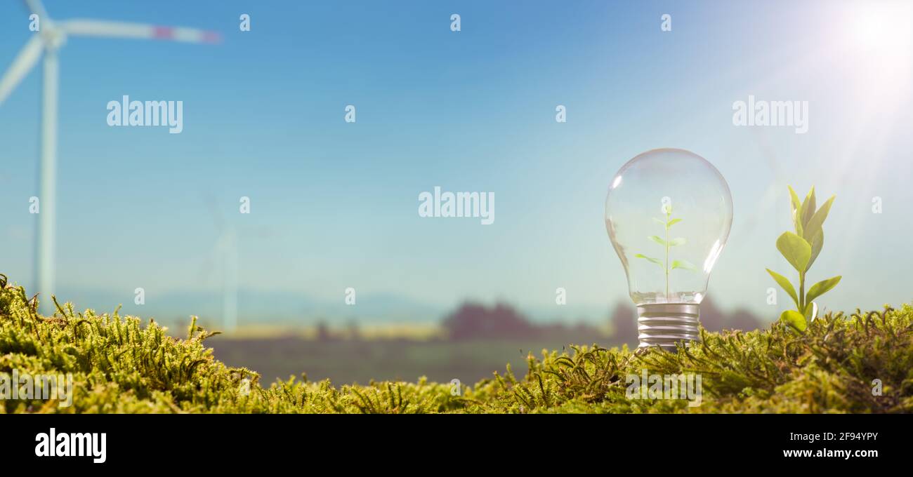 Konzept für saubere Energie. Lampe und junge Pflanze auf Moos Hintergrund Windenergie Tribünen Stockfoto