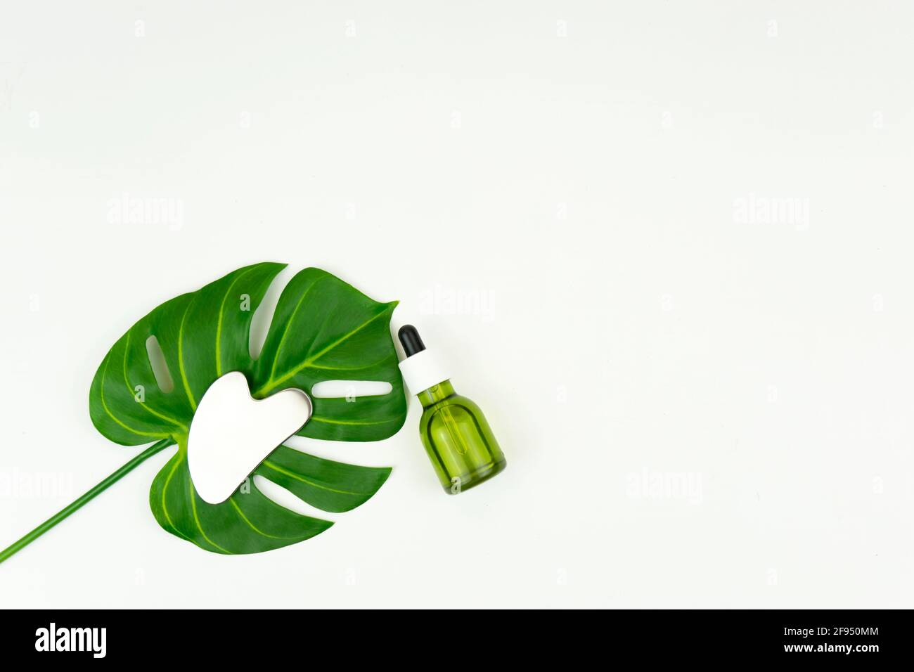 Ein nicht gebrandmarkt grünes CBD-Cannabisöl mit einem Gua Sha Massierende Schabrakelwerkzeug liegen auf einem grünen Blatt von Monstera Stockfoto