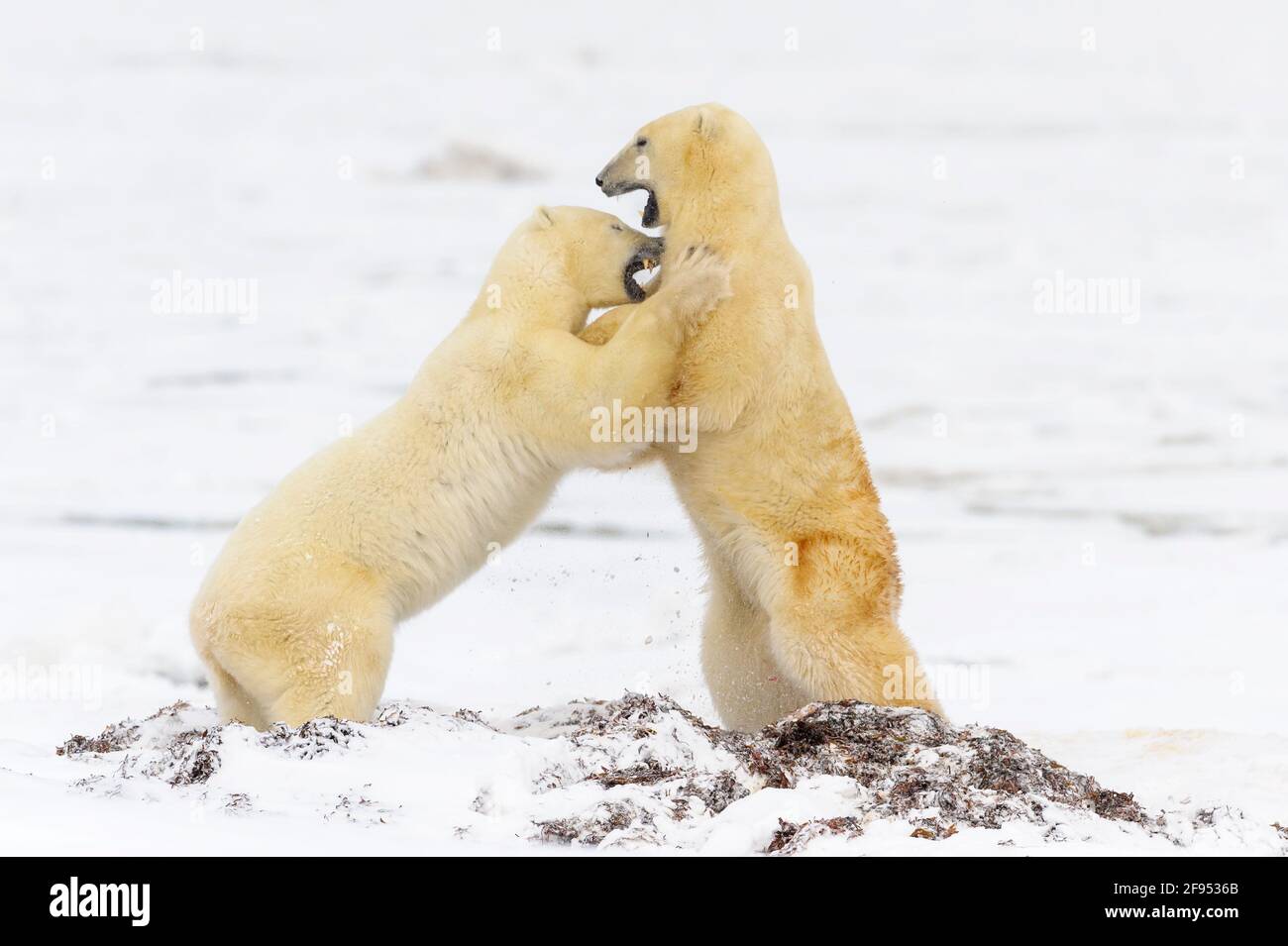 Zwei Eisbären (Ursus maritimus), die gemeinsam spielen und sich ausklingeln, Churchill, Manitoba, Kanada. Stockfoto