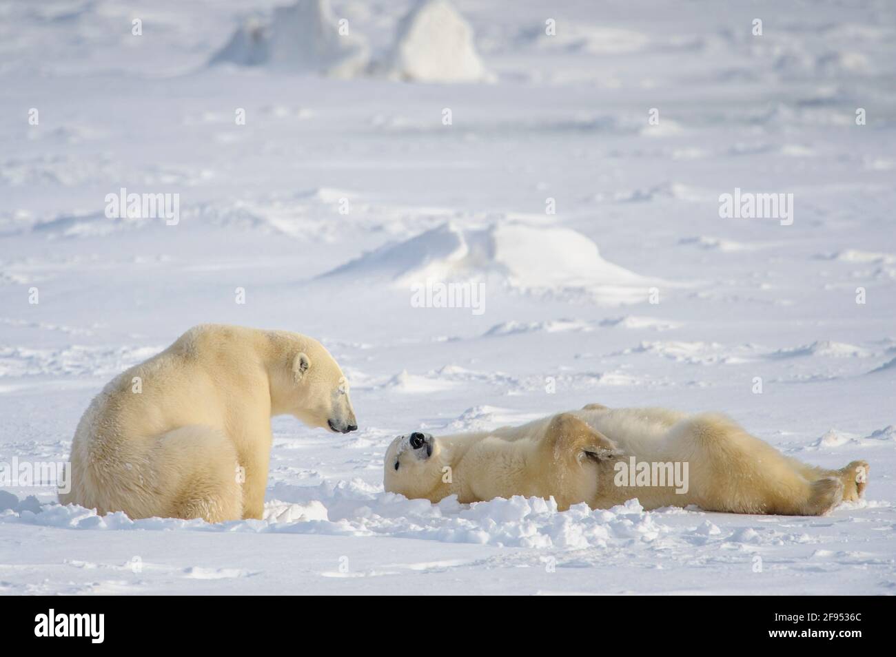Zwei Eisbären (Ursus maritimus), die im Schnee zusammen spielen, Churchill, Manitoba, Kanada. Stockfoto