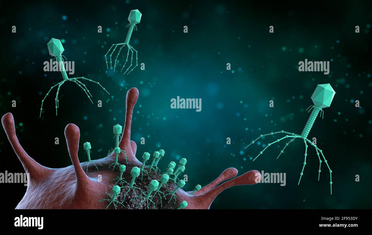 Bakteriophage-Viren angreifen und töten Bakterien, Infektionskrankheiten, 3d-Illustration. Medizinisches Konzept. Stockfoto