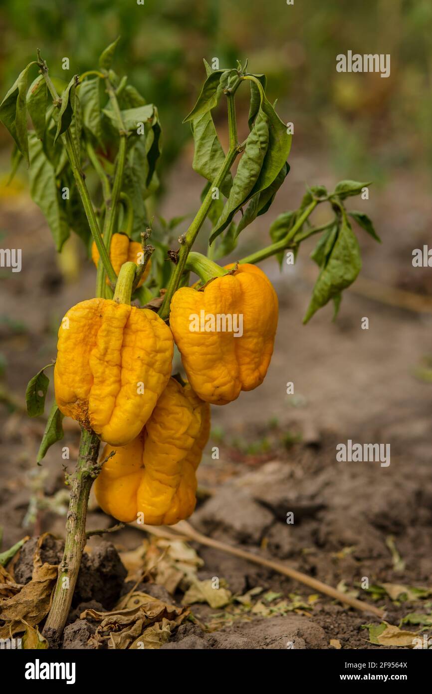 befriedigung mit gemüse Getrockneter Paprika. Schlechte Ernte. Unbefriedigende Ergebnisse des  Anbaus von Bio-Gemüse. Verluste der Landwirte Stockfotografie