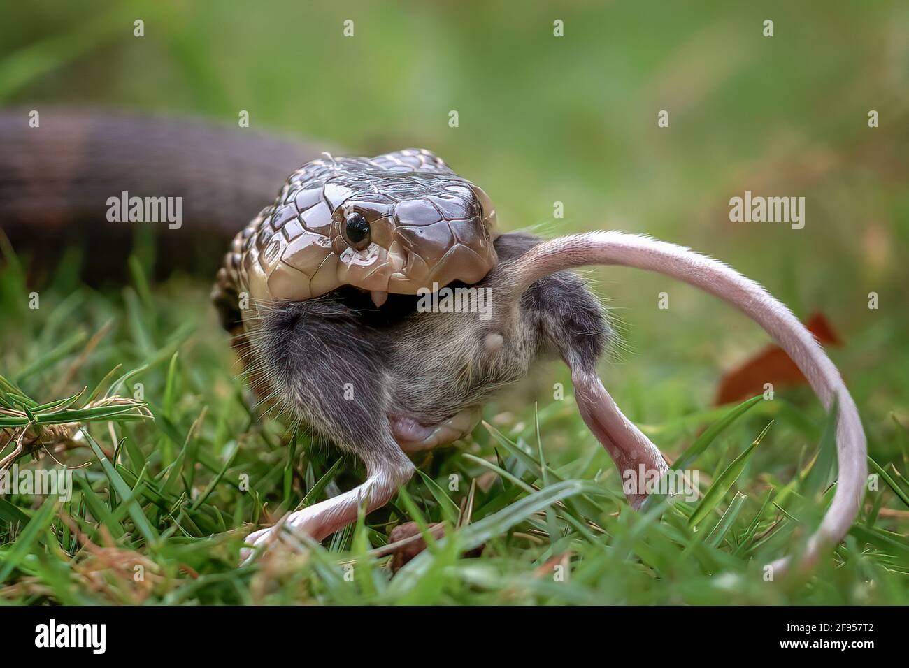 Die kleine 4-Zoll-Maus hatte keine Chance. BEKSAI, INDONESIEN: SCHOCKIERENDE Bilder zeigen den Moment, in dem eine unschuldige Maus von einem Fuß ganz verschluckt wird Stockfoto