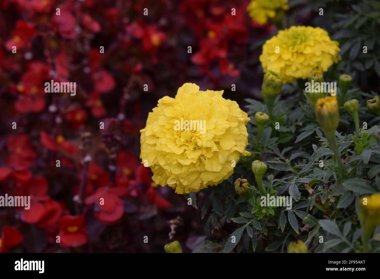 Blumenbeet mit gelben Ringelblumen aus der Nähe. Blumenbeet Dekoration in einem Stadtpark. Gelbe Ringelblumen Hintergrund. (Tagetes erecta Aztec African mari Stockfoto