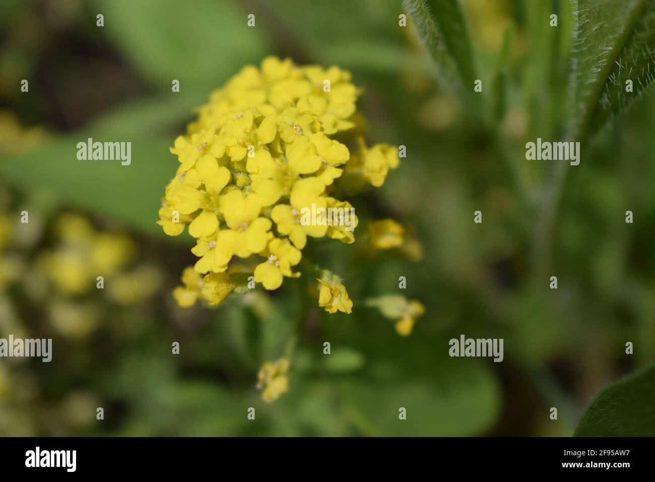 Goldene Alyssum (Aurinia saxatilis) gelbe Blüten in voller Blüte im Frühling. Diese Pflanze in der Regel mit in alpinen Felsen Garten Dekoration mit Freude Stockfoto