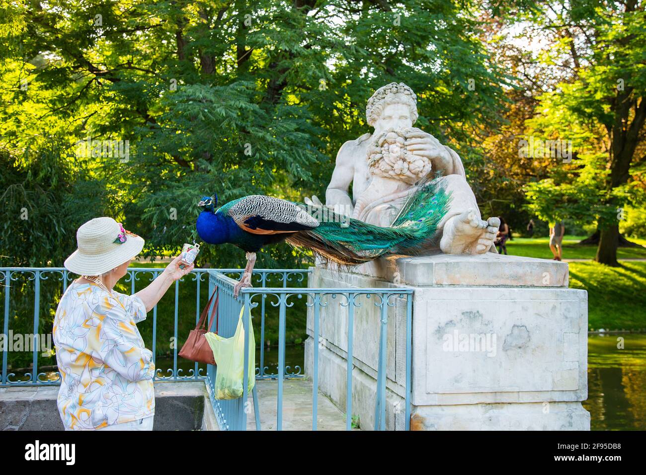 Pfau beim Essen aus der Hand einer Frau im Park Stockfoto