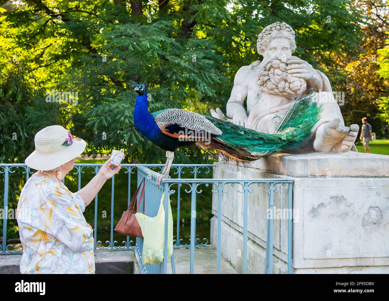 Pfau beim Essen aus der Hand einer Frau im Park Stockfoto